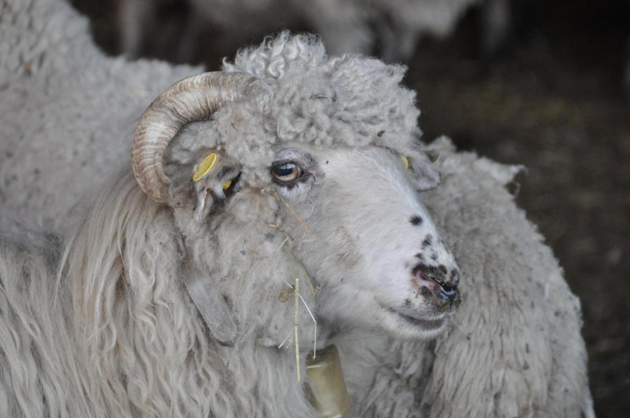 Vakantiehuis 'T Verloren Schaap Damme Luaran gambar